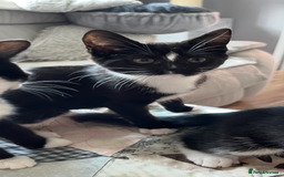 Mixed Breed cats for sale: 6 months old kitten  - Advert 8