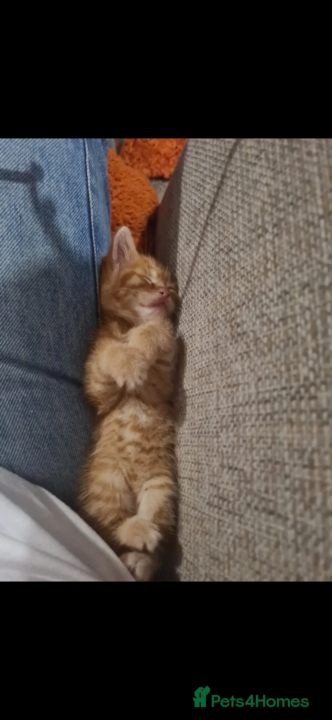 Mixed Breed cats for sale: 10 week old kittens (ready by 5th march) - Advert 21