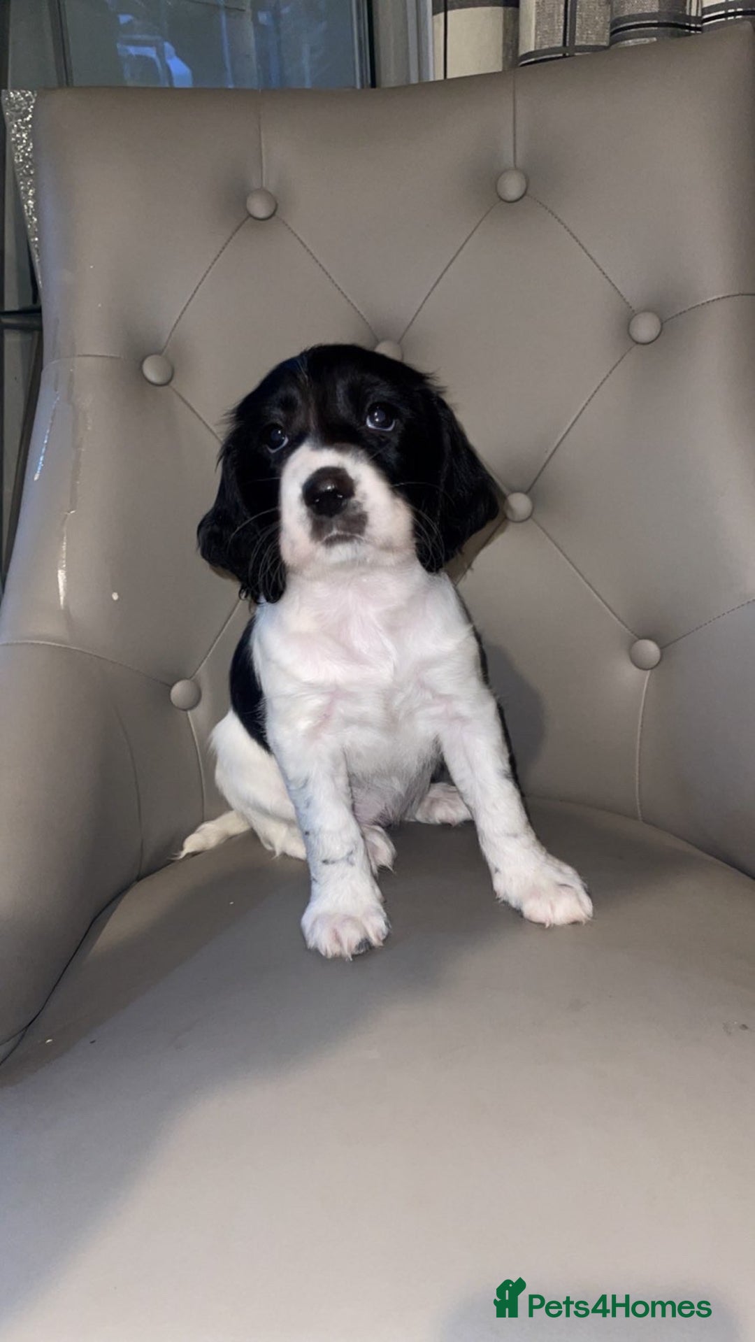 Sprocker dogs for sale: Sprocker spaniel 1 GIRL left  🎀 - Advert 3