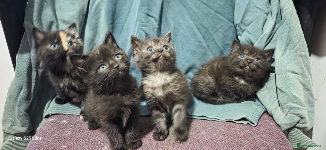 Ragdoll cats for sale: Ragdoll cross kittens  - Image 5