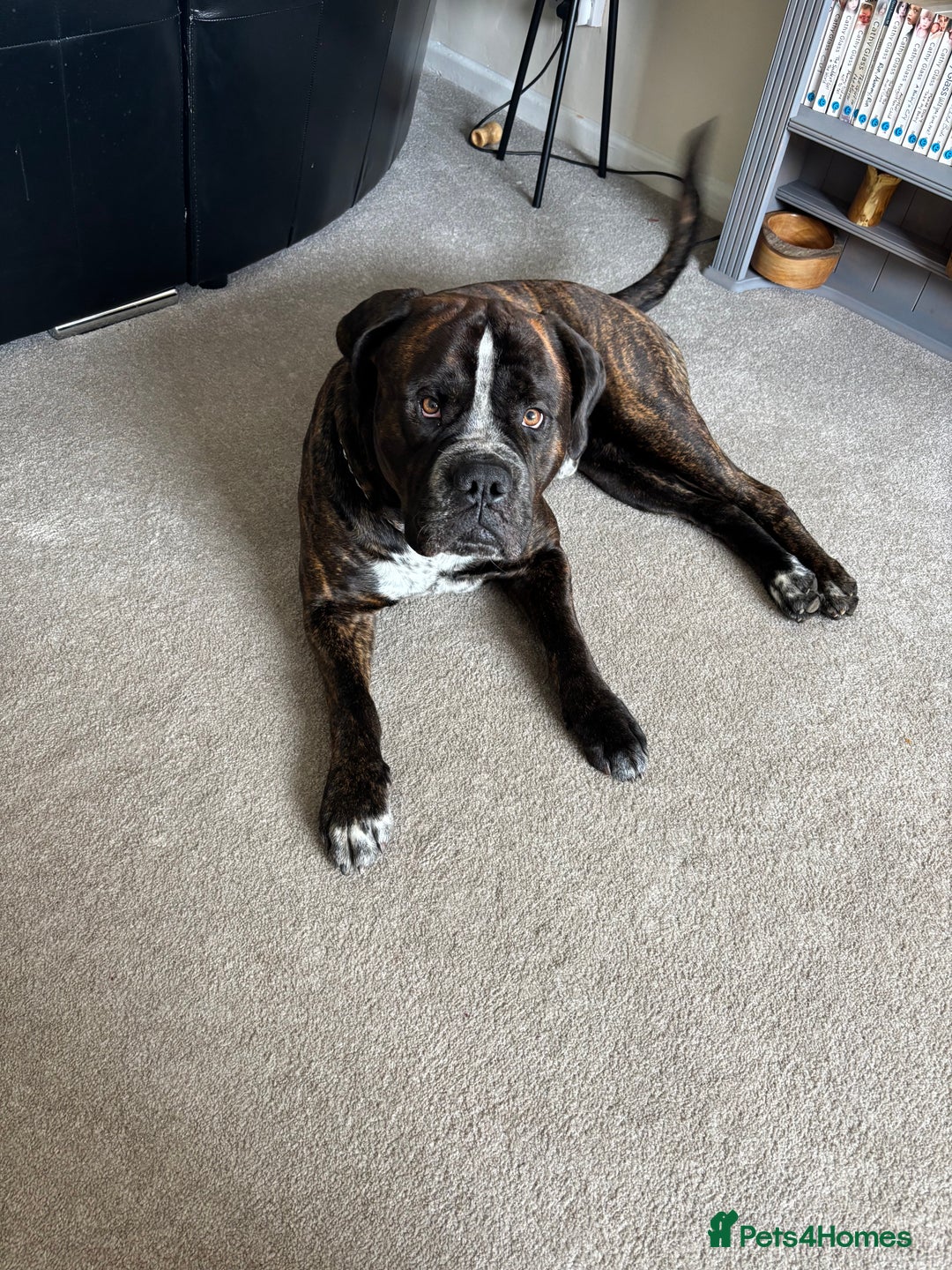 Mixed Breed dogs for sale: Looking to rehome bear, 2 year mastiff/rotti - Image 5