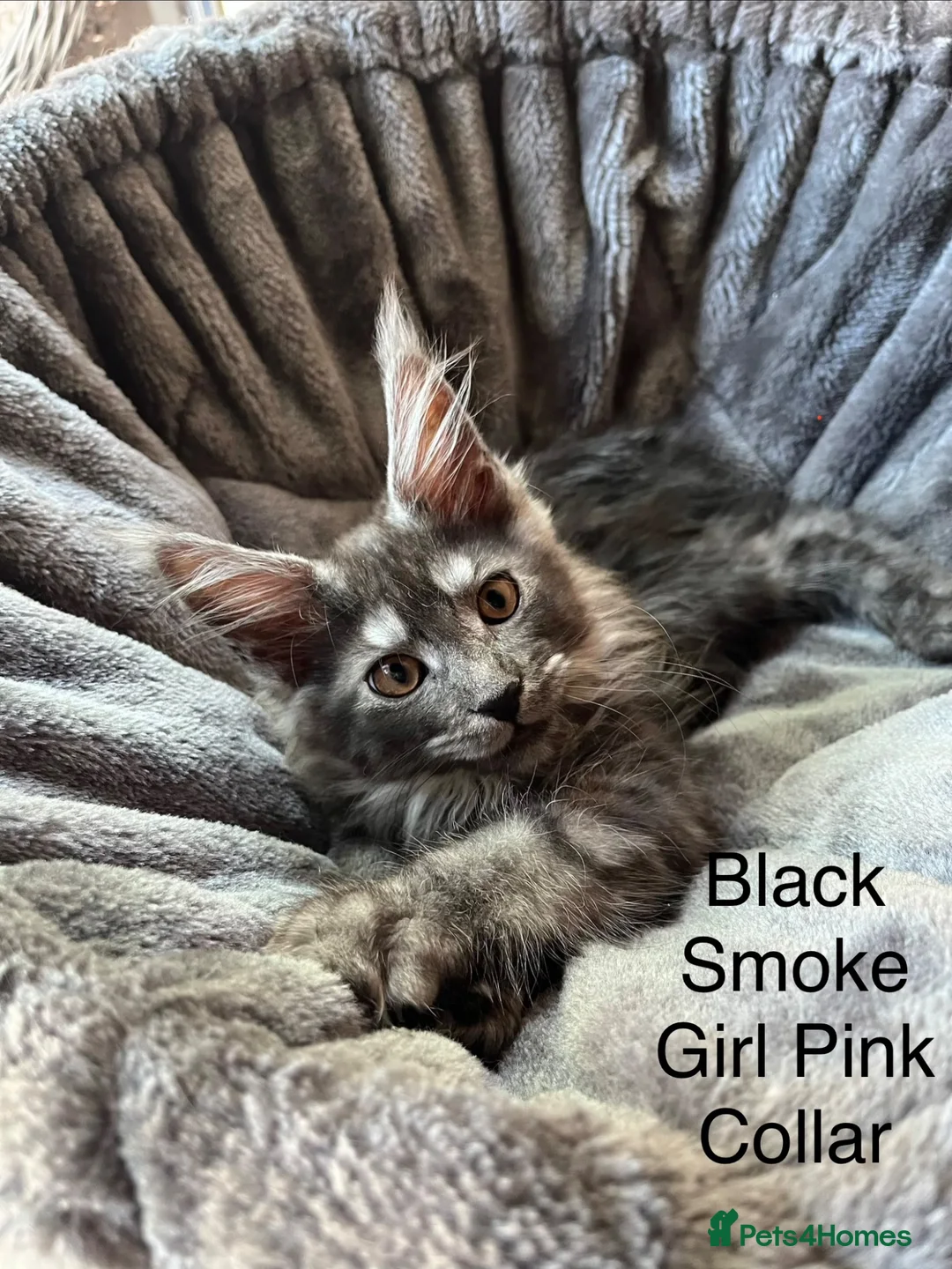 Maine Coon cats for sale: Pure Breed Maine Coon Kittens - Advert 1