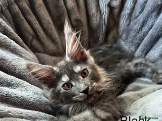 Maine Coon cats Pure Breed Maine Coon Kittens - Advert 5