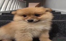 Pomeranian dogs for sale: Sweet puppies  - Image 9