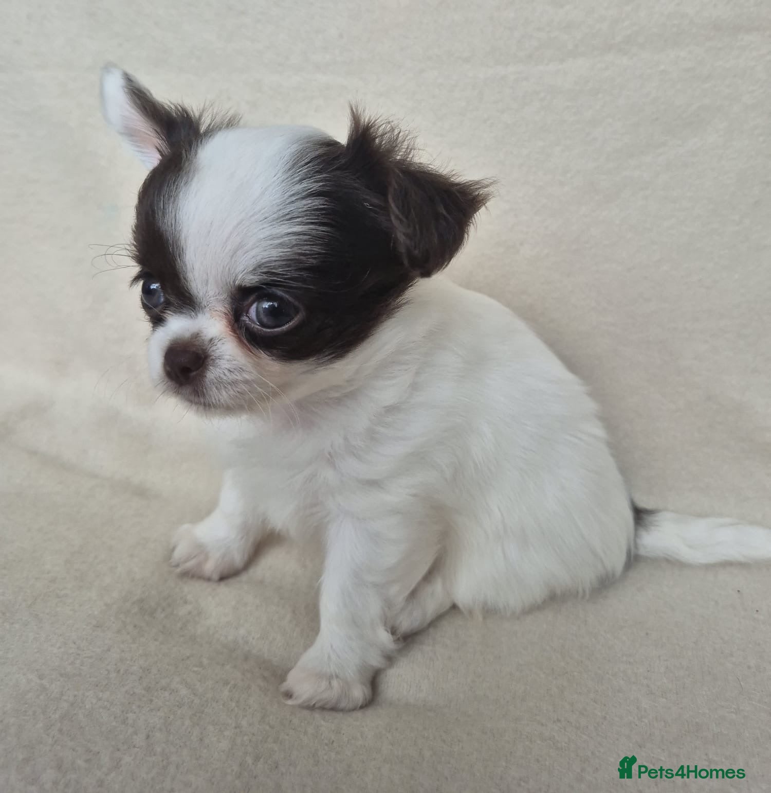 Chihuahua dogs  ❤️‍🔥KC Reg Parti Colour Chihuahua Puppies❤️‍🔥  - Advert 1