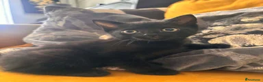 Mixed Breed Kitten all black