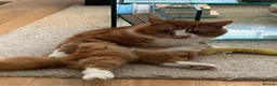 Mixed Breed cats for sale: 2 cats looking for a new home in London - Advert 4