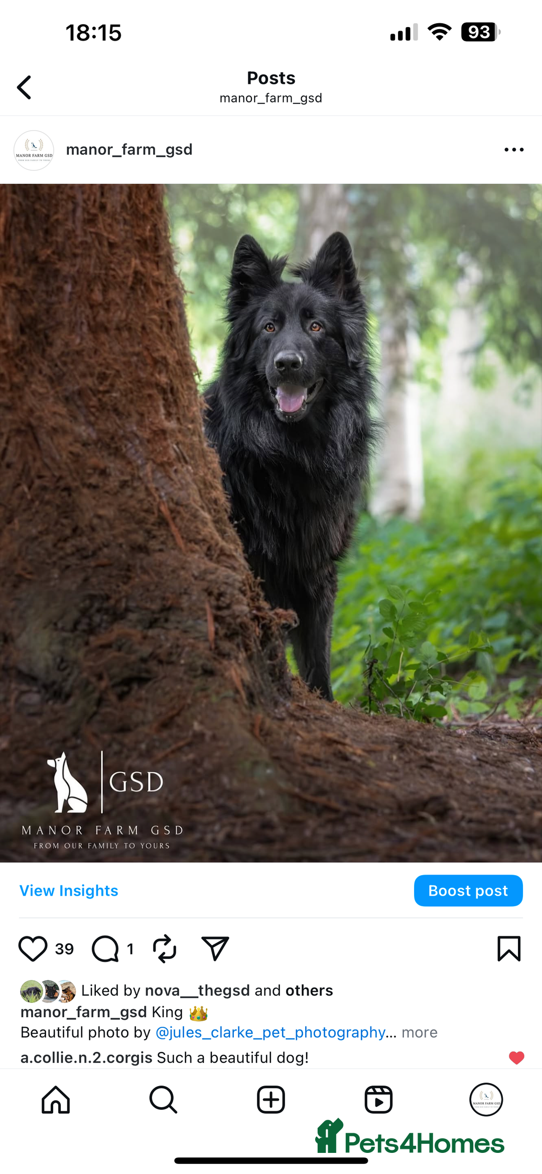 German Shepherd dogs for sale: 5 Generation KC - straight backed GSD puppies  - Image 6