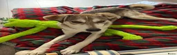 Mixed Breed dogs for adoption: Dino  - Advert 5