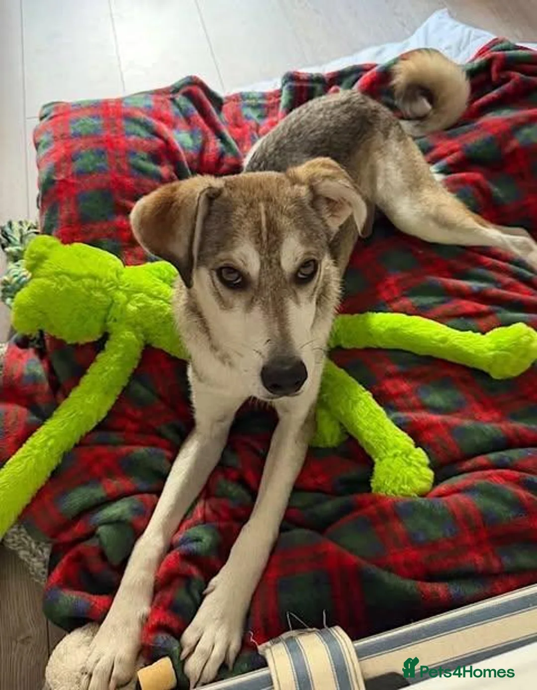 Mixed Breed dogs for adoption: Dino  - Advert 5