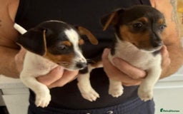 Jack Russell dogs for sale: Full breed jack Russell puppies for sale - Image 13