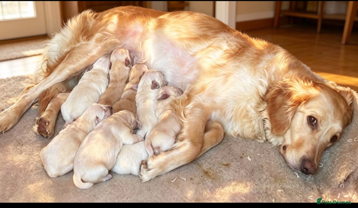 Golden Retriever dogs for sale: Golden retriever puppy’s  - Advert 1