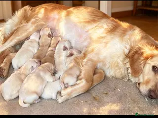 Golden Retriever dogs Golden retriever puppy’s 1boy reserved - Advert 11