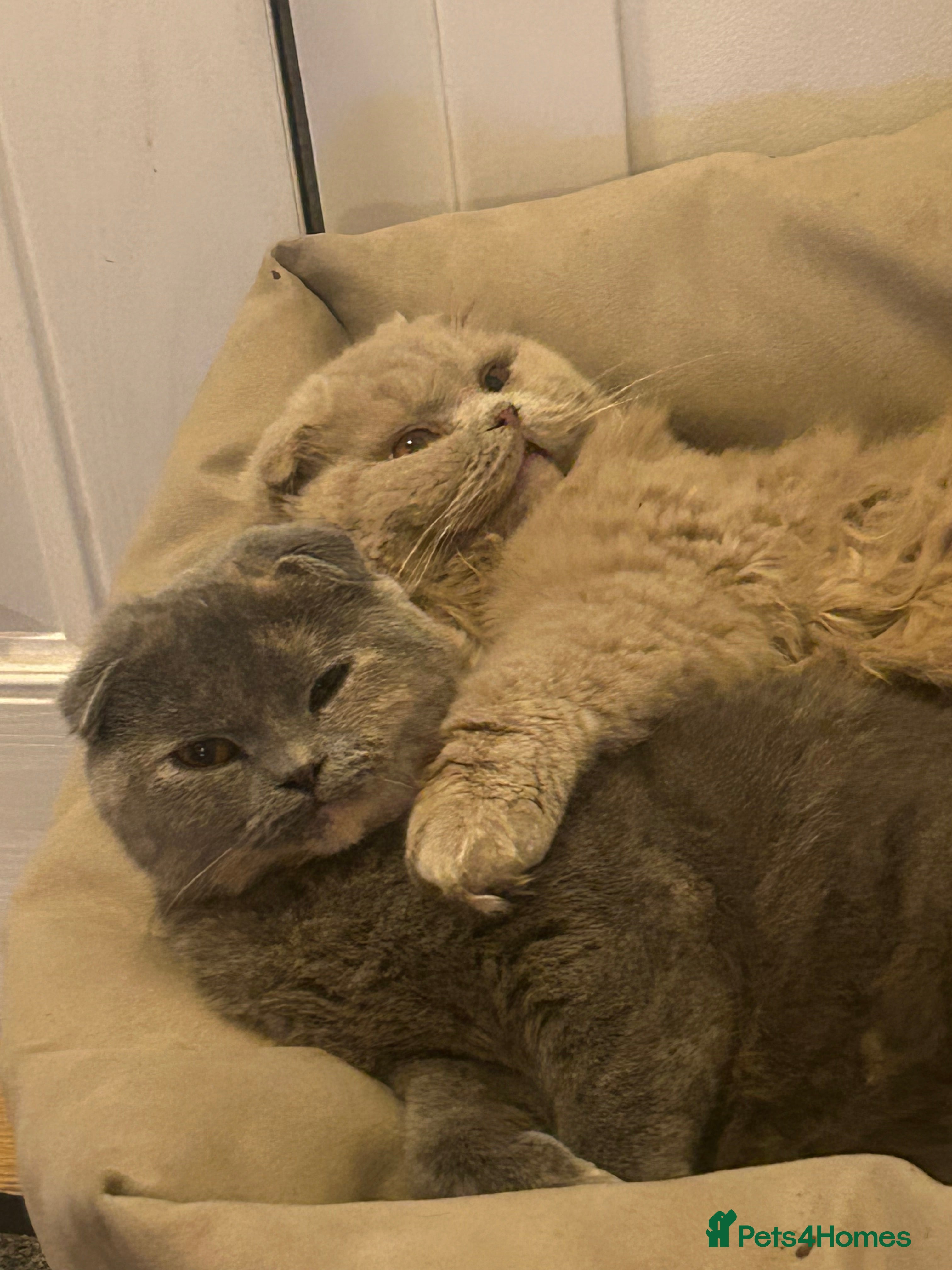 Scottish Fold cats 🌸🌸 Scottish Fold 7months Females🌸🌸 - Advert 12