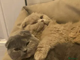 Scottish Fold cats 🌸🌸 Scottish Fold 7months Females🌸🌸 - Advert 1