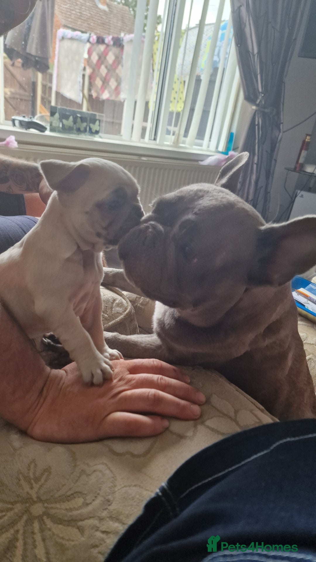 French Bulldog dogs for sale: french bulldog puppies  - Image 7