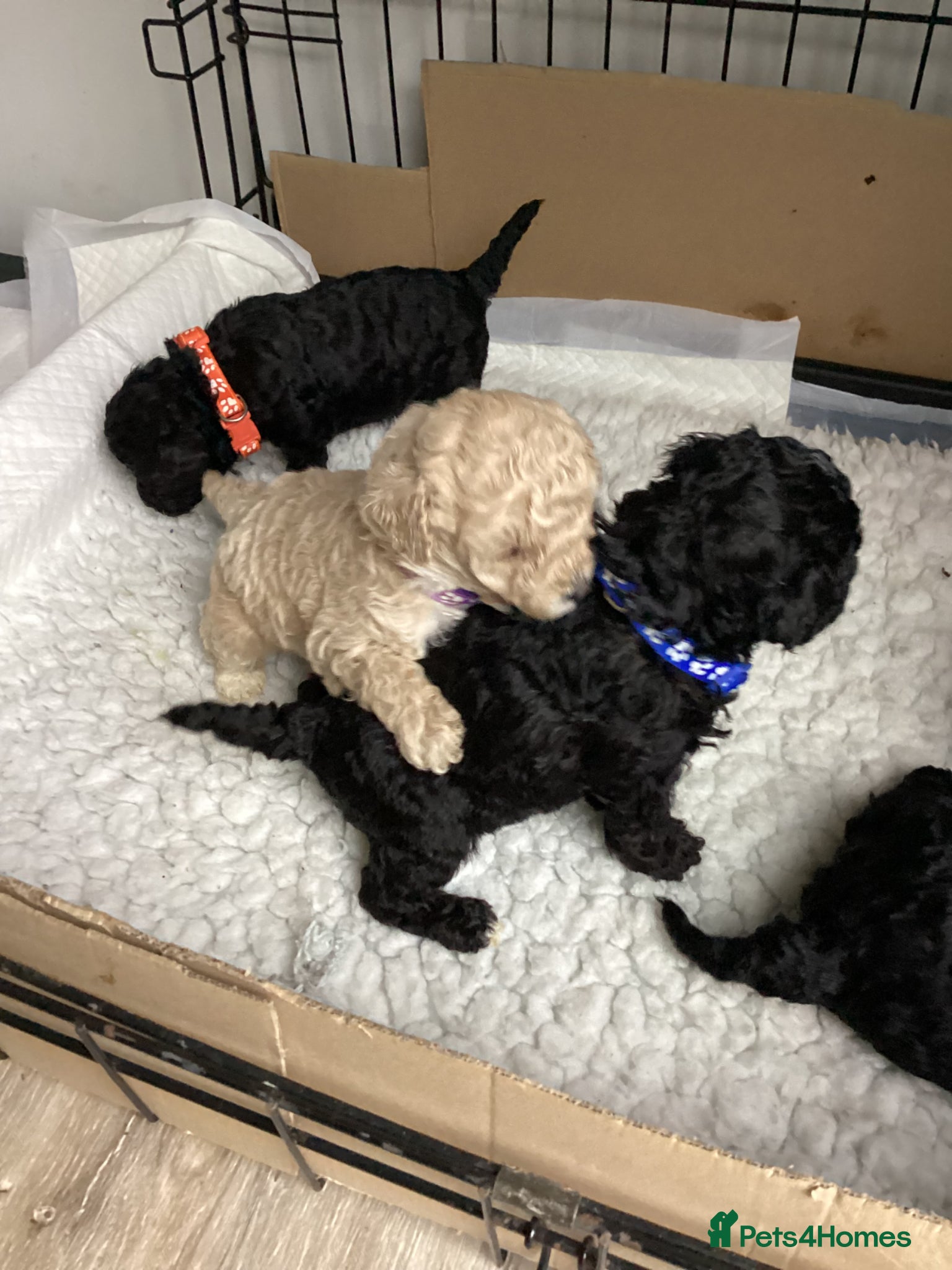 Toy Poodle dogs Stunning Toy Poodles - Advert 3