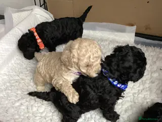 Toy Poodle dogs Stunning Toy Poodles - Advert 3