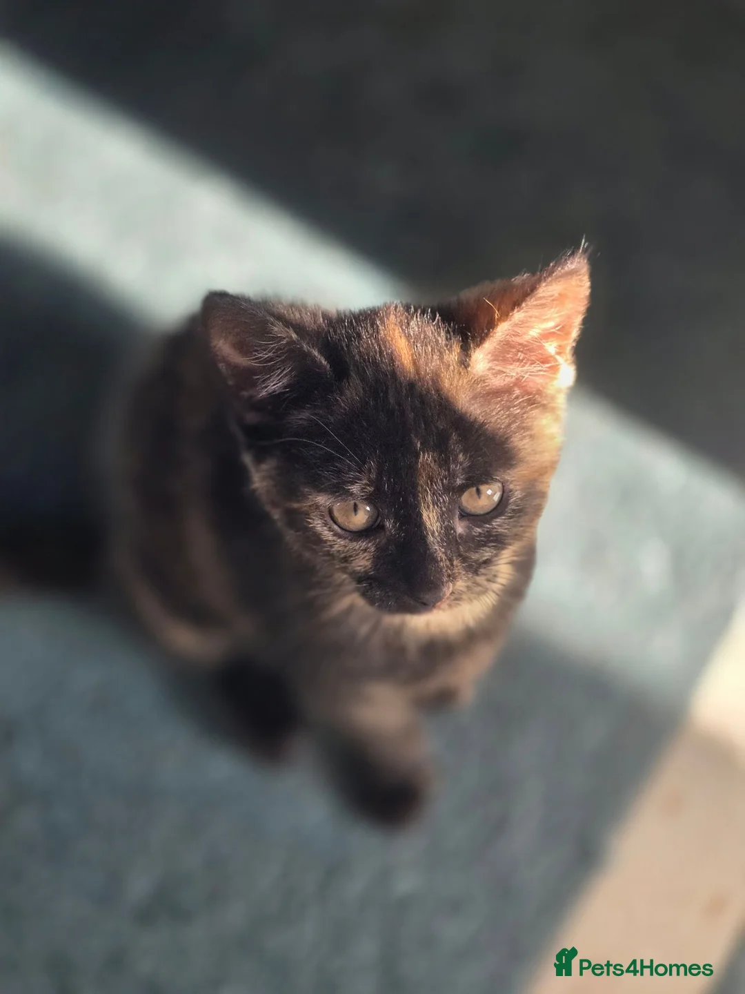 Mixed Breed cats for sale: 3 kittens for sale - Advert 2