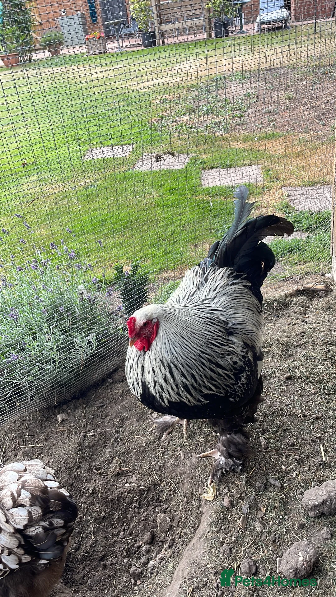 Chickens poultry for sale: Pure bred Dark Brahma cockerel  - Advert 2