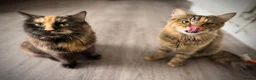 Mixed Breed cats for sale: 🐾 Forever Home Wanted for Tabitha & Matilda 🐾 in Mansfield - Advert 1