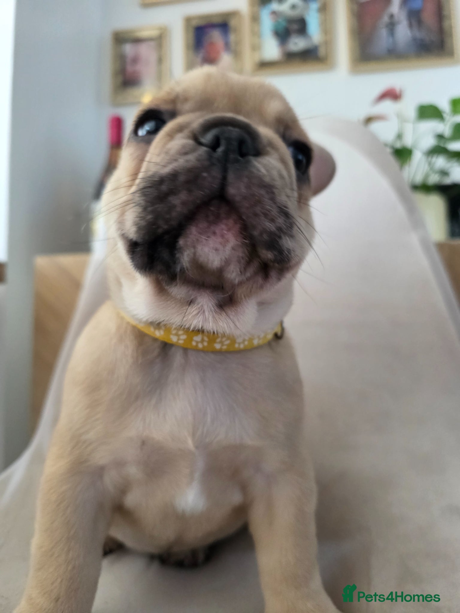French Bulldog dogs for sale: 🐶 Puppies Ready for Their Forever Homes  - Advert 12