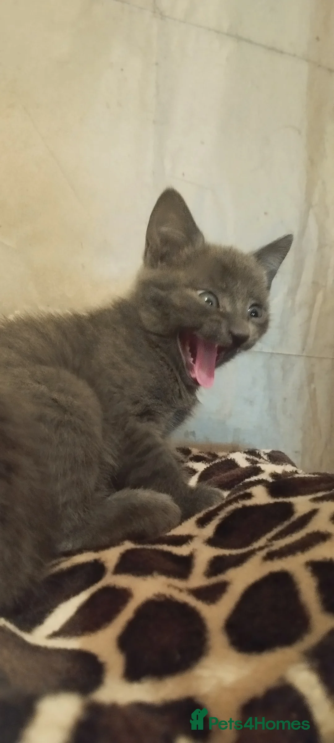 Russian Blue cats for sale: Russian Blue kittens  in Aberdeen - Advert 15