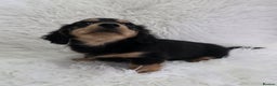 Miniature Dachshund dogs for sale: Long hair Black & cream Boy. KC - Advert 2