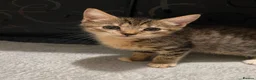 Siberian cats for sale: TeddyBear kittens for sale! (8 weeks) - Advert 7