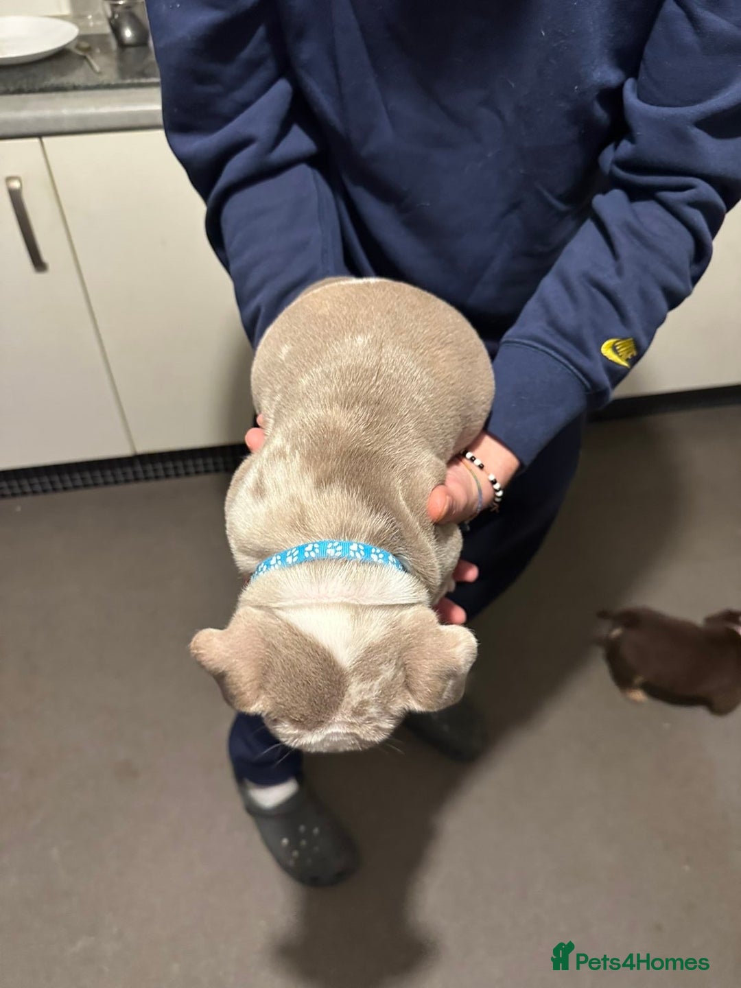 Mixed Breed dogs for sale: FLUFFY OLD TYME ENGLISH BULLDOG  - Advert 7