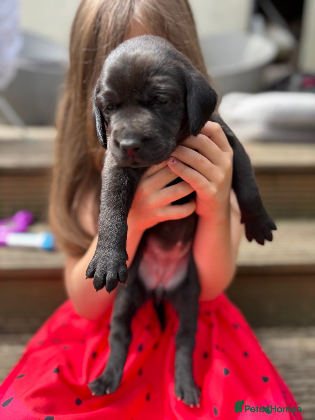 Labrador Retriever dogs for sale: KC registered Labrador retrievers for sale  - Image 28