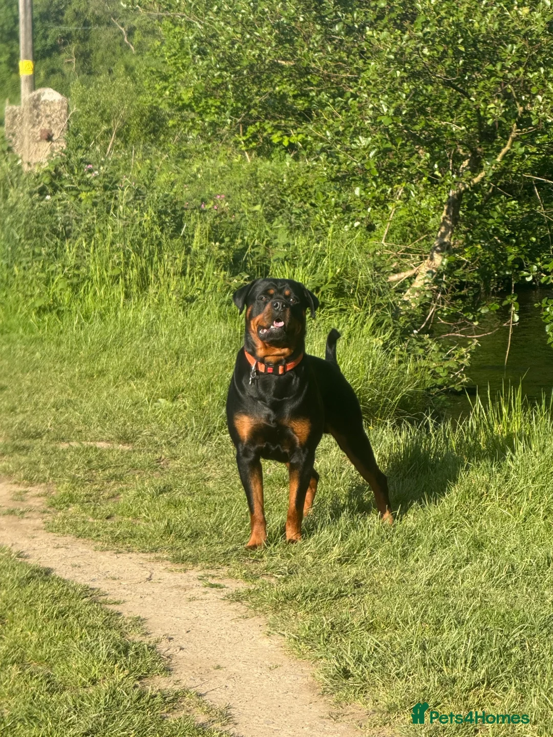 Rottweiler dogs for stud: PROVEN Health tested KC champion bloodline stud - Advert 1