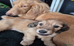 Miniature Dachshund dogs for sale: Miniature dachshunds Long haired cream KC reg  - Image 13