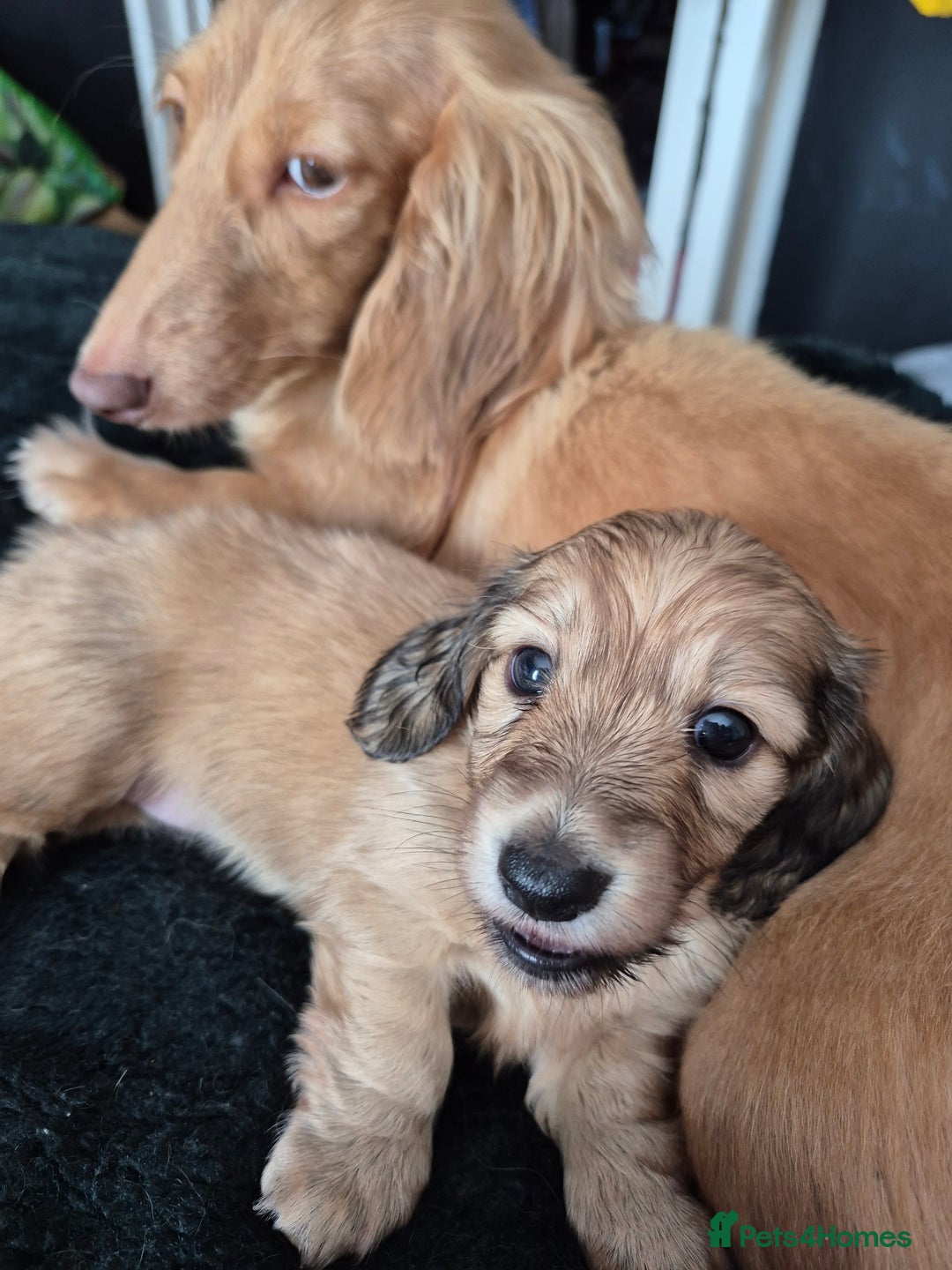 Miniature Dachshund dogs for sale: Miniature dachshunds Long haired cream KC reg  - Image 13