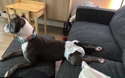Staffordshire Bull Terrier dogs for sale: 🐶 KC Reg Staffordshire Bull Terrier Puppies 🐶 - Image 13