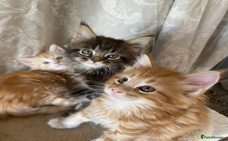 Maine Coon cats - Advert 10