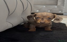 Miniature Dachshund dogs for sale: *ready to leave * Beautiful miniature dachshund  - Image 5