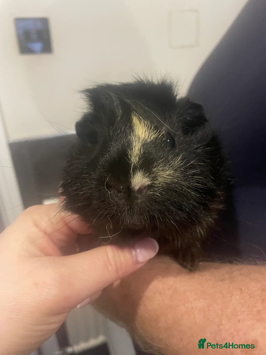 Guinea Pig rodents for sale: 3 Male Guinea pigs 15 months old - Advert 12