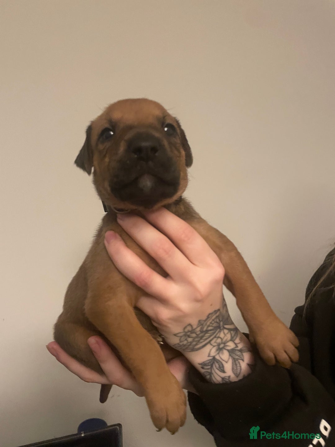 Mixed Breed dogs for sale: Doberman pups  - Advert 3