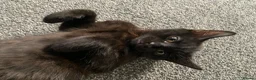 Mixed Breed cats for sale: Beautiful Boy - patiently waiting for forever home - Advert 1