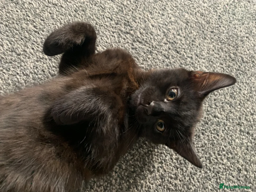 Mixed Breed cats for sale: Beautiful Boy - patiently waiting for forever home - Advert 1