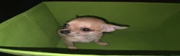 Chihuahua dogs for sale: Quality KC registered puppies  in Chatham - Advert 10