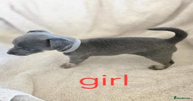 Jack Russell dogs - Advert 6