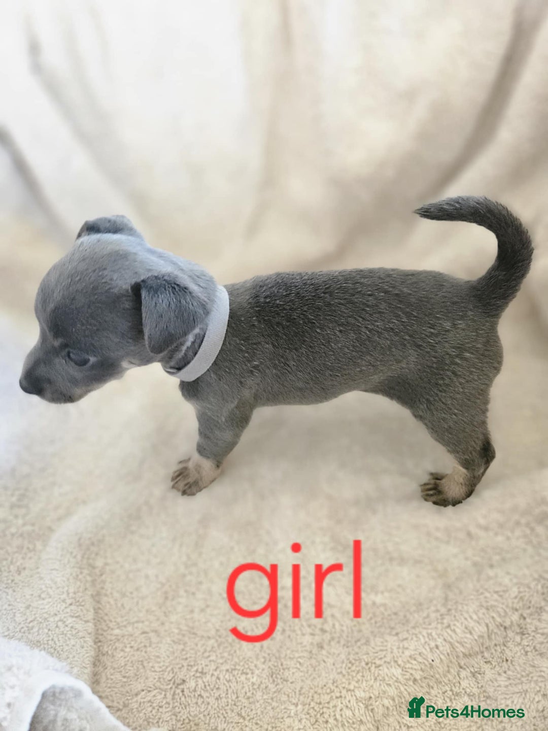 Jack Russell dogs for sale: Stunning Blue/silver jack Russell's  - Image 2