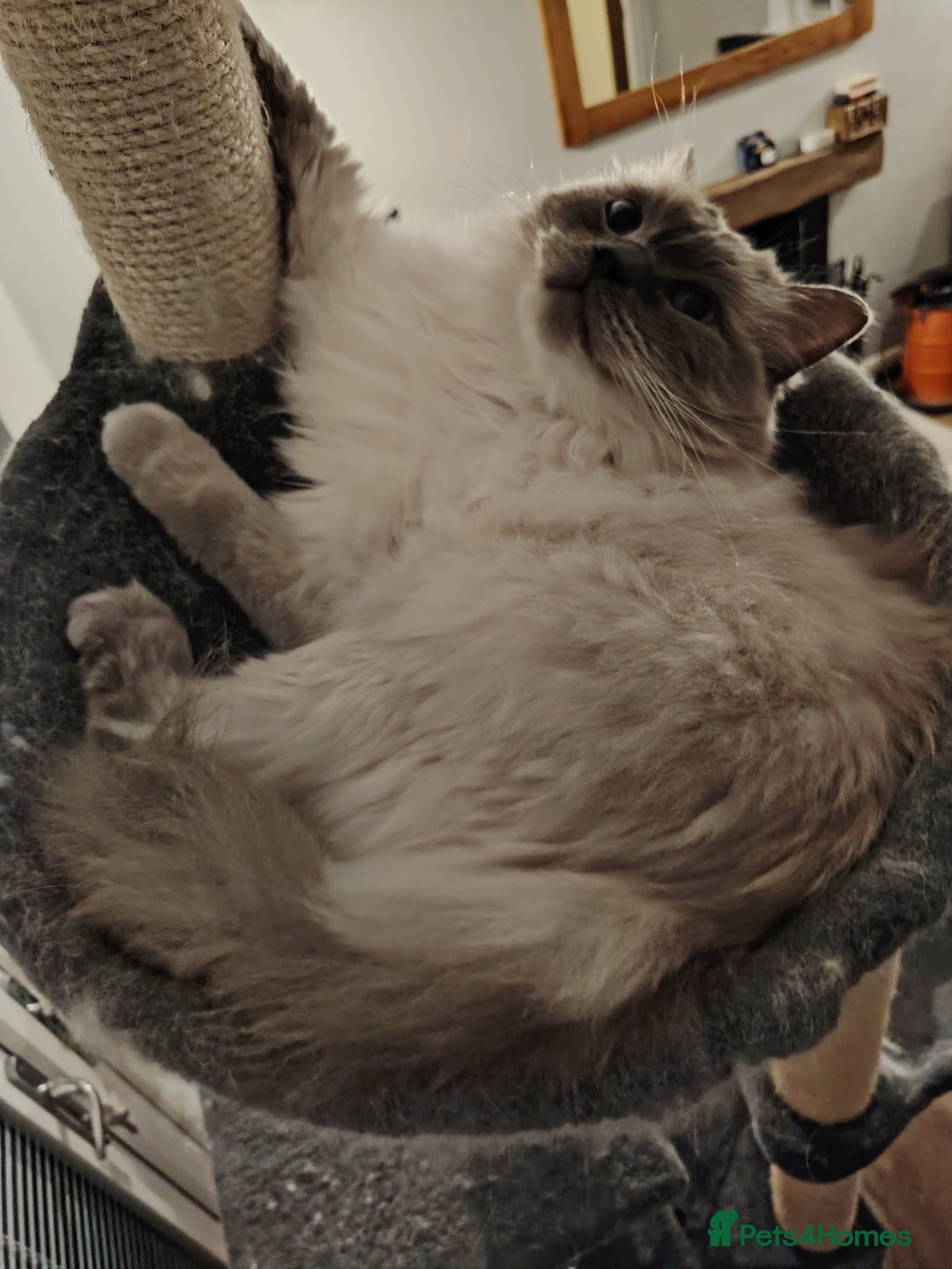 Ragdoll cats for sale: Cloud - Blue Point Ragdoll - Advert 2