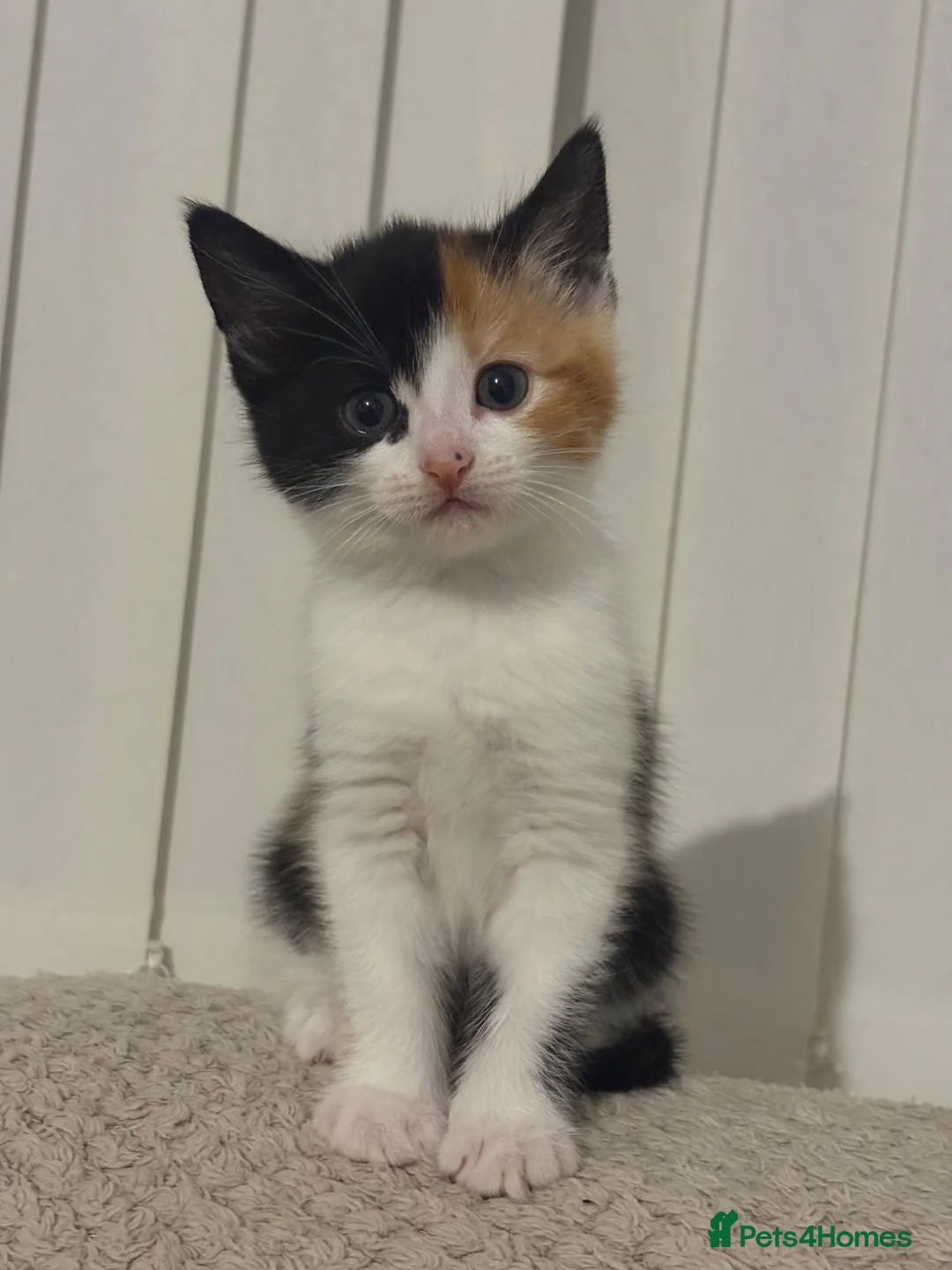 Mixed Breed cats for sale: Beautiful kitten for sale - Advert 5