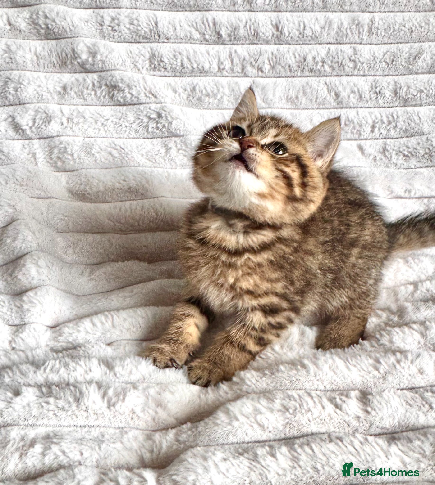 British Shorthair cats ❤️❤️😍 Stunning PEDIGREE BRITISH SHORTHAIRS ❤️❤️😍 - Advert 2