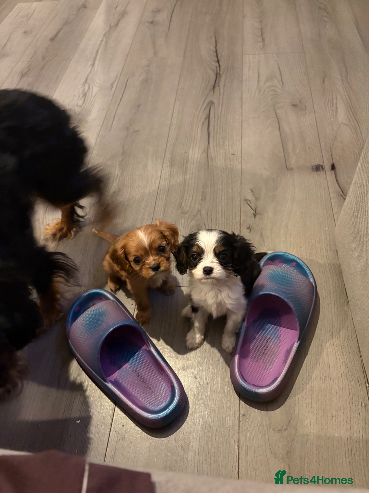 Cavalier King Charles Spaniel dogs 2 male cavalier puppies  - Advert 3