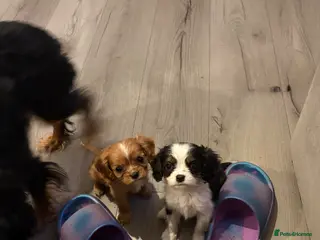 Cavalier King Charles Spaniel dogs 2 male cavalier puppies - Advert 3