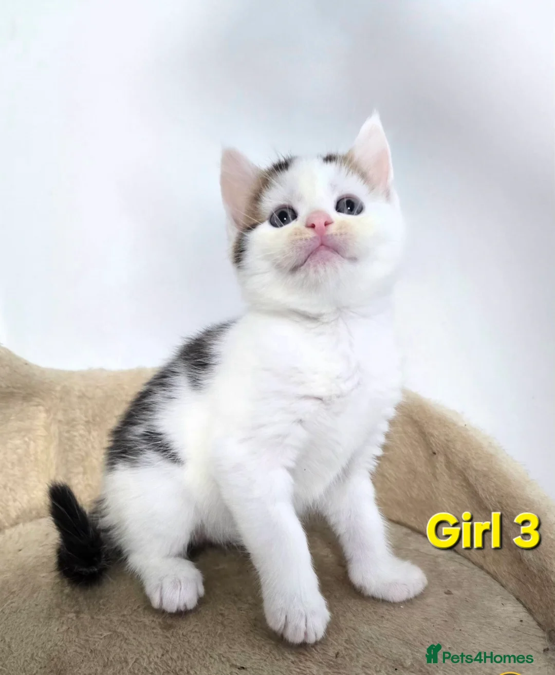 Mixed Breed cats for sale: Maine Coone Cross Kittens - Advert 11